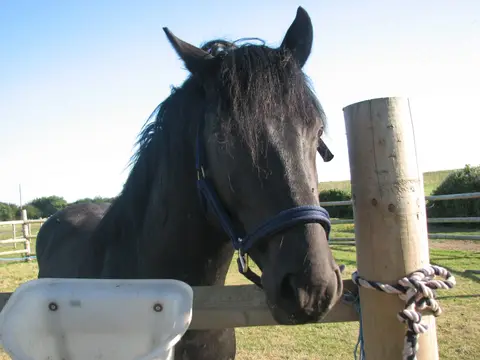 Muddy Creek Farm