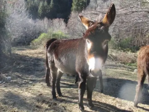 Aire naturelle de l’Aigoual