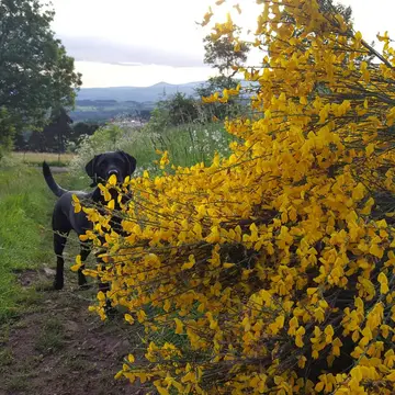 Le Marconnès