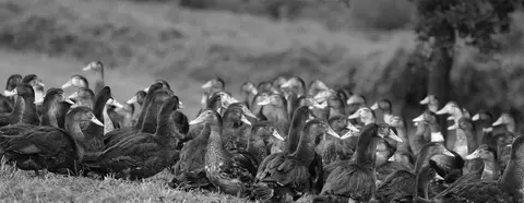 France passion : Ferme du foie gras