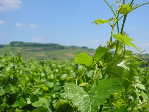 Domaine Matray