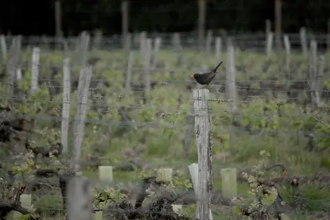 Domaine de la Croix Mélier