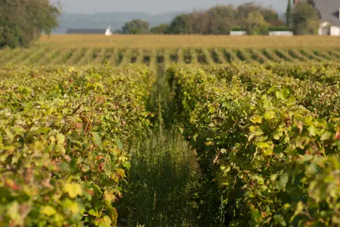 Domaine de la Croix Mélier