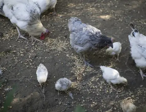 aire de camping car à La ferme les Mamours
