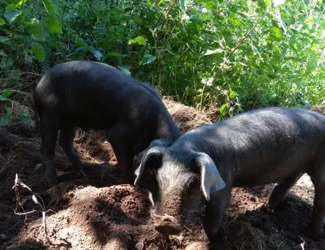 aire de camping car à La ferme les Mamours