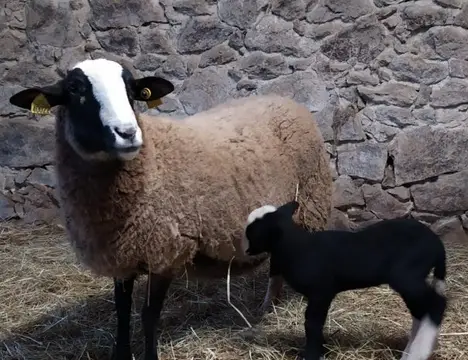 aire de camping car à La ferme les Mamours