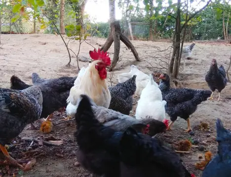 aire de camping car à La ferme les Mamours