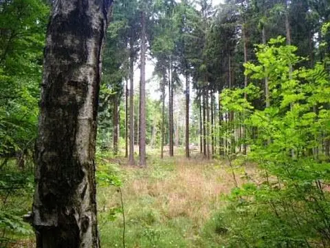 Trekking Pfalz: Ramsen