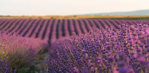 Camping Provence Ventoux à Sault