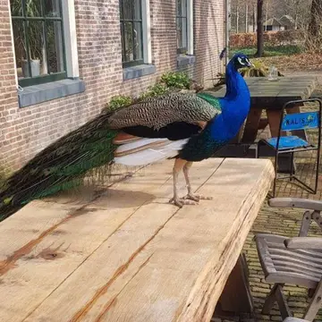 Natuurkampeerterrein Camping de Oldenhof