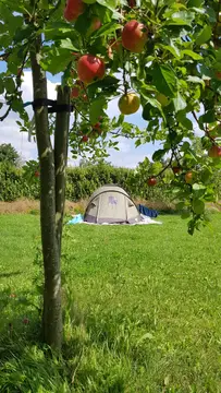 't Zwaluwnest