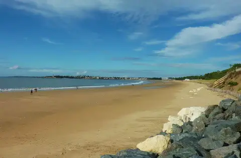 Les Chèvrefeuilles