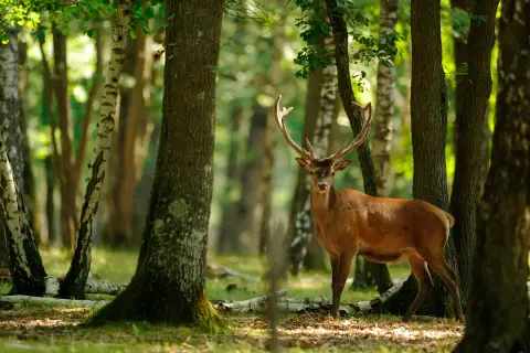 Camping Seasonova de la Forêt