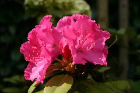 Park Florinata