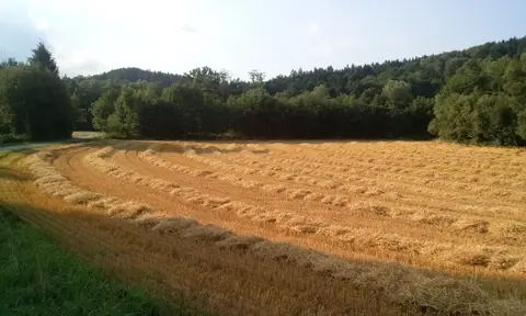 FKK