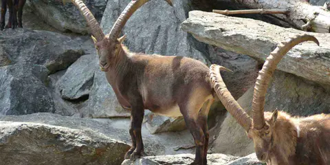 Stambecco