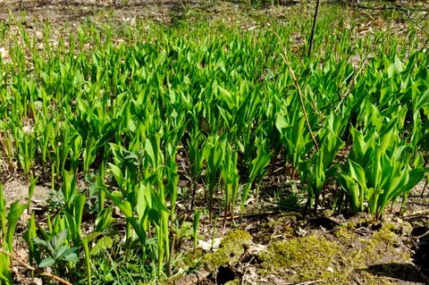 Camping Le Bois des Forges