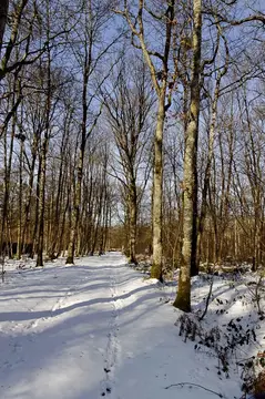 Camping Le Bois des Forges