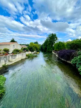 Les Platanes