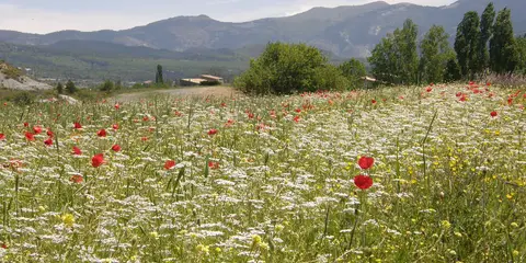 Les Éphélides