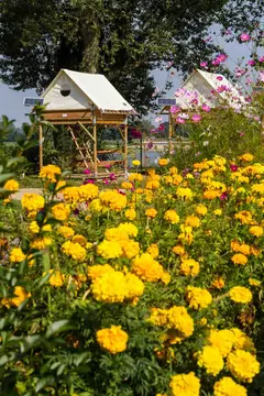 Camping de l'Isle Verte