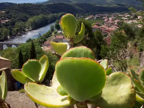 Les Cerisiers du Jaur