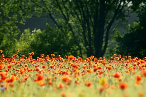 Natuurkampeerterrein Landgoed De Hoevens