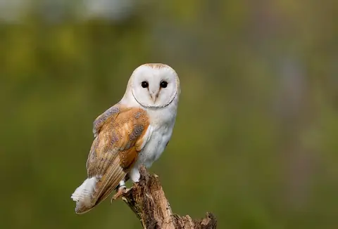 Natuurkampeerterrein Landgoed De Hoevens