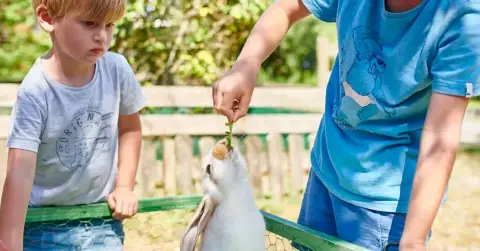 Camping de la ferme des 4 chênes