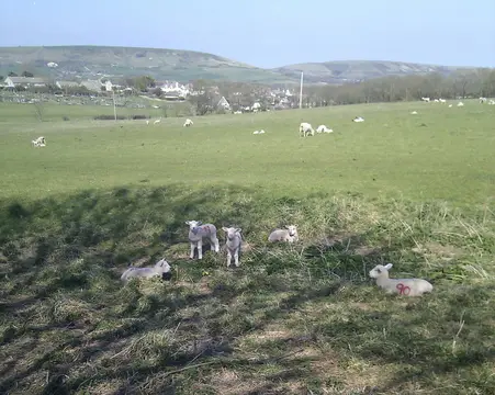 Tom's Field