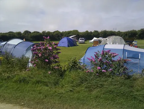 Tom's Field