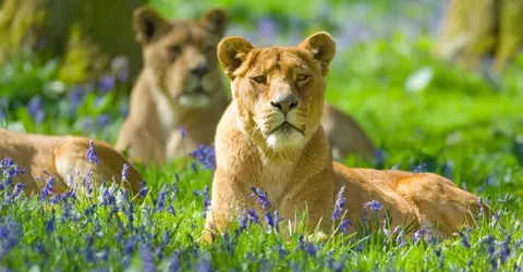 Stonehenge Campsite & Glamping