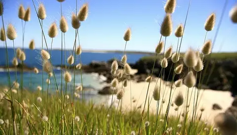 Camping de Saint-Cado
