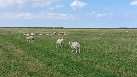 Camping De Blijer Wadden