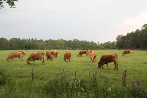 Marleseveld