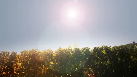 Weingut Kohl
