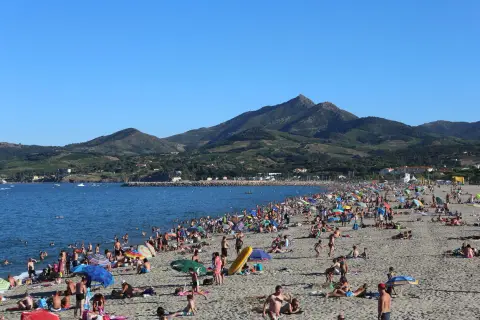 Les Micocouliers