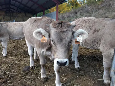 Càmping Can Fosses