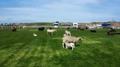 Martleaves Farm Campsite