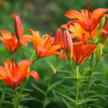 Floral