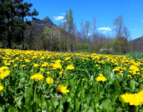 Càmping Del Cardós