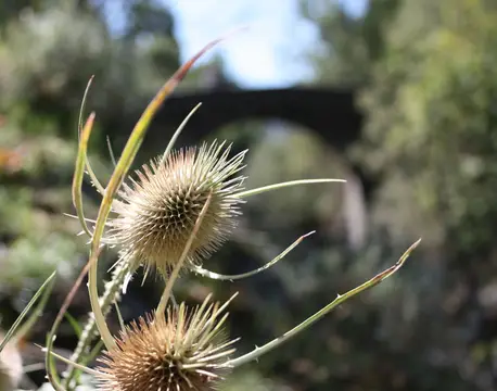 Càmping Del Cardós