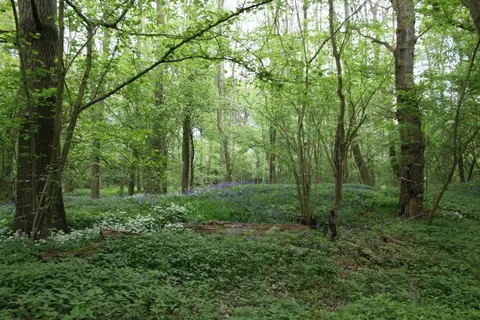 Nowhurst Camp Site