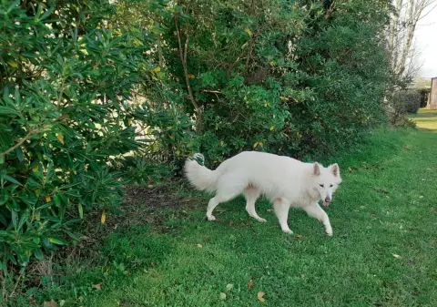 Le Loup Blanc Camping