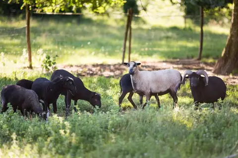 Camping La Ferme De Perdigat