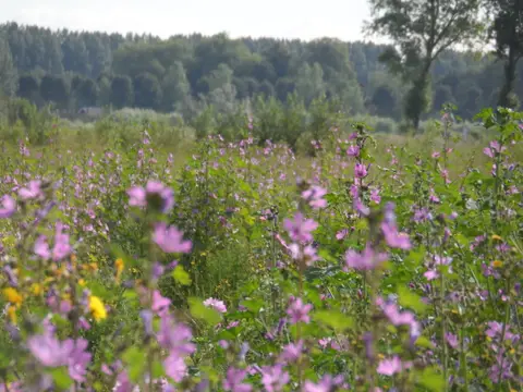Camping Zwaakse Weel