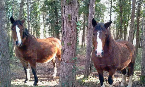 Camping La Ferme du Pelou