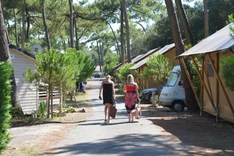 Les pins d'Oléron