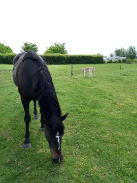 Boerderijcamping De Meet