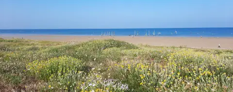 Les pins